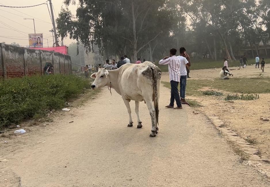 インドの白い牛