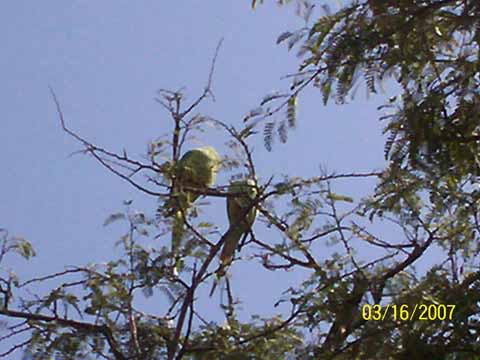 インド日本人コーディネーター