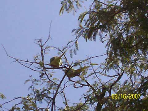 インド結婚式ダンス