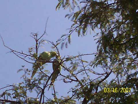 日本人コーディネーターインド